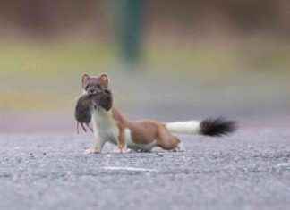 Orkney Stoat Eradication Project Receives £4m Funding Boost news-14082024-174246