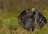 Efforts to Save Capercaillie: New Five-Year Conservation Plan Implemented news-01102024-010653