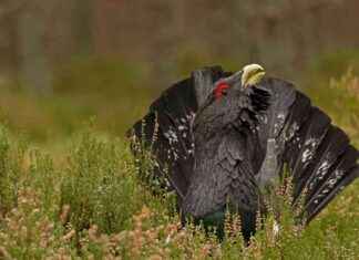 Efforts to Save Capercaillie: New Five-Year Conservation Plan Implemented news-01102024-010653