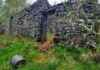 Scotland’s Dark History: The Ultimate Clearances in the Woods news-16092024-091912
