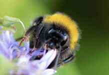 Bumblebees Display Fuzzy Thinking: Study Findings news-16092024-173959