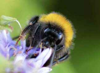 Bumblebees Display Fuzzy Thinking: Study Findings news-16092024-173959