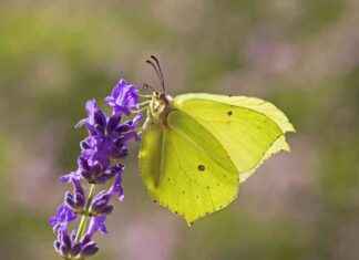 Experts Sound Alarm on Record-Low Butterfly Counts: A Nature Emergency news-18092024-032235