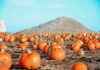 Best Pumpkin Picking Locations in Scotland for Halloween Fun news-20092024-182044