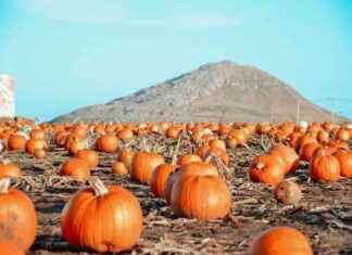 Best Pumpkin Picking Locations in Scotland for Halloween Fun news-20092024-182044