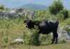 Reintroduction of Giant Wild Cattle to Scotland: Extinct for 400 Years news-10102024-061326
