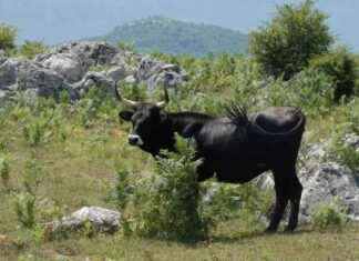 Reintroduction of Giant Wild Cattle to Scotland: Extinct for 400 Years news-10102024-061326