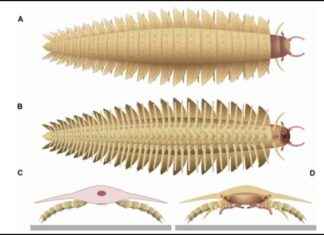 Discovery of Giant Bug Head in Scotland Revealed news-10102024-181647