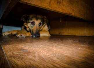 Dogs Trust Expresses Disappointment Over Rejection of Firework Control Zone in Glasgow Center news-14102024-194815