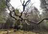 UK Tree of the Year: ‘Magnificent’ Scottish Oak that ‘Time Forgot’ news-30102024-043128