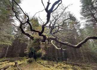 UK Tree of the Year: ‘Magnificent’ Scottish Oak that ‘Time Forgot’ news-30102024-043128