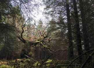 Skipinnish Oak Wins Tree of the Year Award in Heartwarming Reunion – 80 characters news-30102024-043216