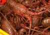 Teenager Faces Report for Missing Live Lobsters news-08112024-215335