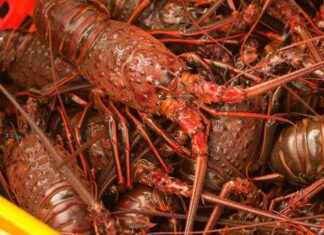 Teenager Faces Report for Missing Live Lobsters news-08112024-215335