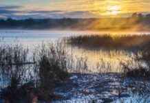 Impact of School Closures and Transport Issues on Local Councils: Check the List news-21112024-121805