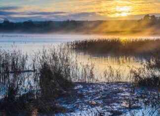 Impact of School Closures and Transport Issues on Local Councils: Check the List news-21112024-121805