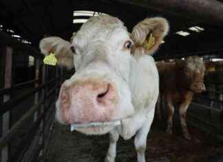 Protecting Livestock: Farm Lockdown Due to Mad Cow Disease – What You Need to Know protecting-livestock-farm-lockdown-due-to-mad-cow-disease-what-you-need-to-know