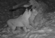 Highlands Wildlife: Second Lynx Pair Captured – Conservation Update highlands-wildlife-second-lynx-pair-captured-conservation-update
