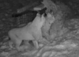 Highlands Wildlife: Second Lynx Pair Captured – Conservation Update highlands-wildlife-second-lynx-pair-captured-conservation-update