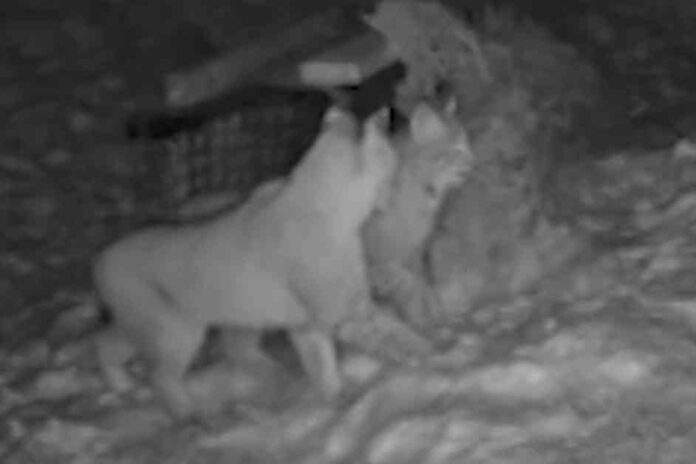 highlands-wildlife-second-lynx-pair-captured-conservation-update