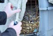 Search Intensifies for Lynx as More Sightings in Highlands search-ntensifies-for-lynx-as-more-sightings-in-highlands