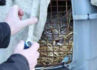 Search Intensifies for Lynx as More Sightings in Highlands search-ntensifies-for-lynx-as-more-sightings-in-highlands