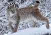Search underway for escaped lynx in the Scottish Highlands search-underway-for-escaped-lynx-in-the-scottish-highlands