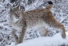 search-underway-for-escaped-lynx-in-the-scottish-highlands