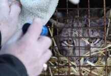 Tamed Lynx: A Unique Relationship with Humans and Heating – Learn More tamed-lynx-a-unique-relationship-with-humans-and-heating-learn-more