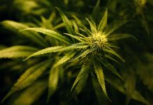 major-cannabis-farm-bust-in-aberdeenshire-4-arrested