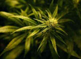 Major Cannabis Farm Bust in Aberdeenshire: 4 Arrested major-cannabis-farm-bust-in-aberdeenshire-4-arrested