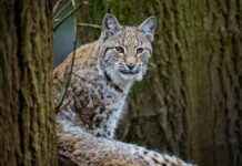 Reconsidering Lynx Reintroduction in Scotland: Public Support Growing reconsidering-lynx-reintroduction-in-scotland-public-support-growing