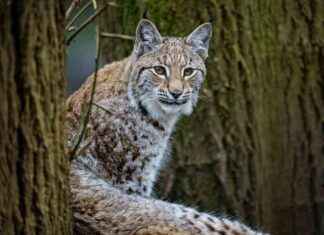 Reconsidering Lynx Reintroduction in Scotland: Public Support Growing reconsidering-lynx-reintroduction-in-scotland-public-support-growing