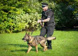 Police Dog Injured During Arrest in Aberdeen police-dog-njured-during-arrest-in-aberdeen