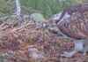 First Osprey Chick Hatches in Scottish Forest: A Milestone Event first-osprey-chick-hatches-in-scottish-forest-a-milestone-event