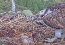 first-osprey-chick-hatches-in-scottish-forest-a-milestone-event