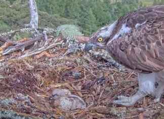 First Osprey Chick Hatches in Scottish Forest: A Milestone Event first-osprey-chick-hatches-in-scottish-forest-a-milestone-event